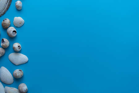 Flat lay composition sea seashells on a blue background. space for textの写真素材