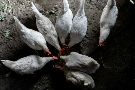 White chickens are eaten from a bowl. Top view. A flock of chickens ran to feed. Chicken Farmsteadの写真素材