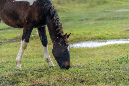 The foal grazes in the meadow. A stallion on the background of the lake eats grass. Foal of brown color with white spotsの写真素材