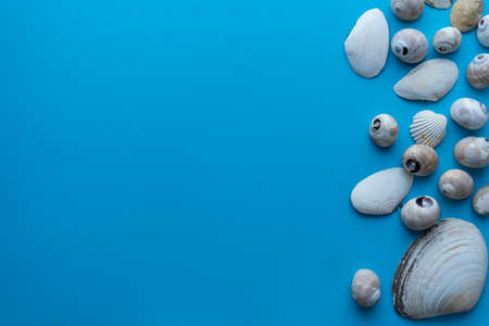 Flat lay composition sea seashells on a blue background. space for textの写真素材
