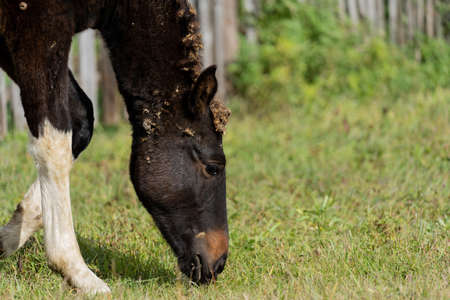 The foal grazes in the meadow. A stallion on the background of the lake eats grass. Foal of brown color with white spotsの写真素材