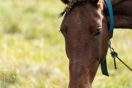 Portrait of a horse close-up. Beautiful brown horse on a leashの写真素材