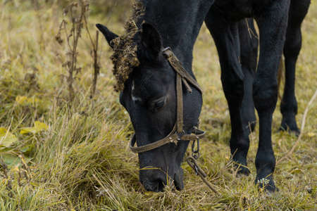 A brown horse grazes in a meadow against the background of a lake. Horse grazingの写真素材