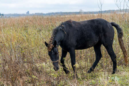 A brown horse grazes in a meadow against the background of a lake. Horse grazingの写真素材