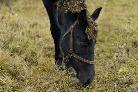 A brown horse grazes in a meadow against the background of a lake. Horse grazingの写真素材