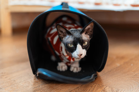 Sphinx cat sits in a carrier in a Christmas blouseの写真素材
