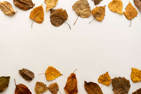 Flat lay composition frame of autumn leaves. autumn layout. place under the textの写真素材