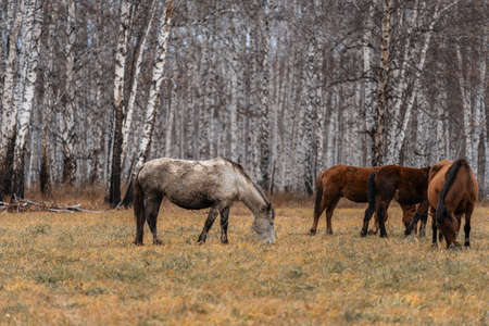 A herd of horses grazes on a large field. Autumn grazing of horses against the background of birch forestの写真素材