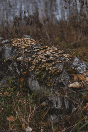 A colony of mushrooms on a fallen dead birchの写真素材