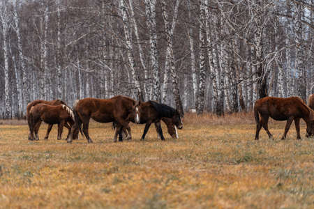 A herd of horses grazes on a large field. Autumn grazing of horses against the background of birch forestの写真素材