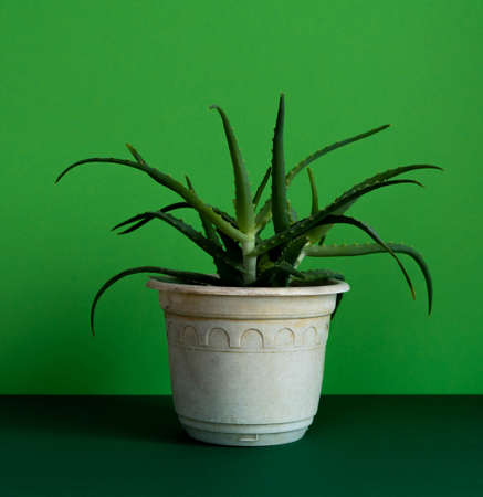 Aloe Vera plant in a red pot on a green backgroundの写真素材