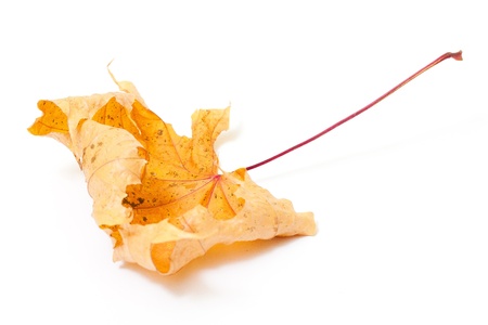 Dry leaf 