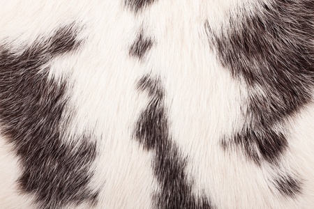 Detail of rabbit fur の写真素材