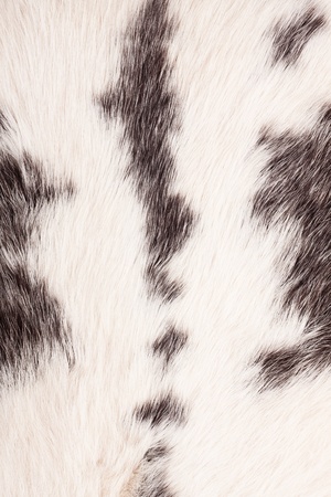 Detail of rabbit fur の写真素材