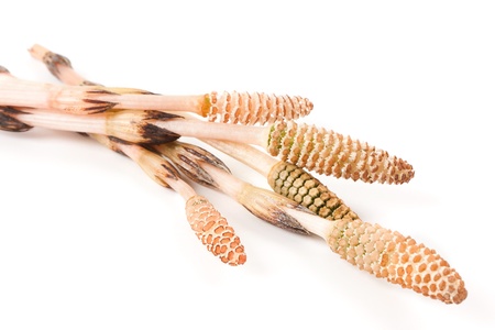 Field horsetail isolated on white background の写真素材