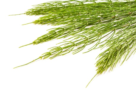 Field Horsetail on White Backgroundの写真素材