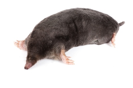 The European mole on a white background, separately の写真素材