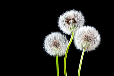 Dandelion seeds on black backgroundの写真素材