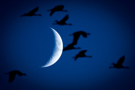 Silhouette Birds were flying on Moon Background.の写真素材