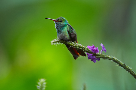 Rufous-tailed Hummingbird (Amazilia tzacatl) posing on a tree branch. Wildlife scene from Costa Rica.の写真素材