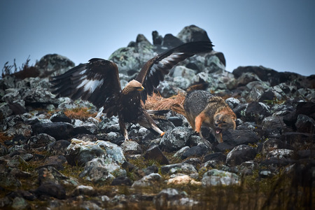 Unique photos from nature golden eagle (Aquila chrysaetos) attack the golden jackal (Canis aureus)....