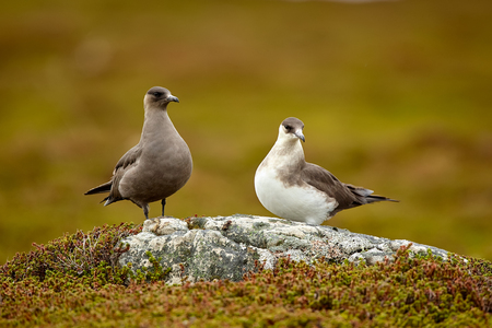 Couple of Parasitic Jaeger (Stercorarius parasiticus) sitting on a stone in the Norwegian Tundra. Wildlife scene from Varangerfjord.の写真素材
