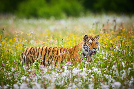 Amur tiger running in the forest. Action wildlife scene with danger animal. Siberian tiger, Panthera tigris altaicaの写真素材