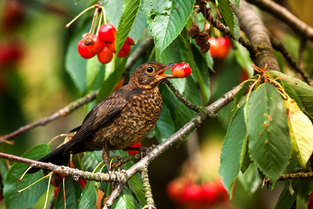 Female European Blackbird (Turdus merula) feeding on cherries. Wildlife photography.の写真素材