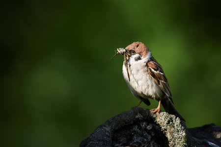 Tree sparrow, Passer montanus, single bird feeds the young by insects. Wildlife scene from nature of Czech Republic.の写真素材