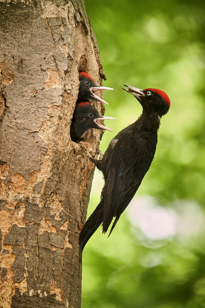 Black woodpecker (Dryocopus martius)  with two youngs in the nest hole. Wildlife scene from Czech forest.の写真素材