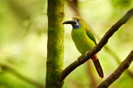 Blue-throated Toucanet, Aulacorhynchus caeruleogularis. The smallest toucan in Costa Rica. Exotic animal in tropical forest.の写真素材