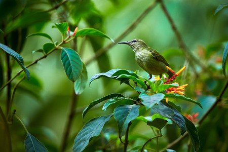 Female of Red-legged Honeycreeper (Cyanerpes cyaneus) beautiful bird from Costa Rica. Wildlife scene from rainforest. Bird eat nectar from flower.の写真素材