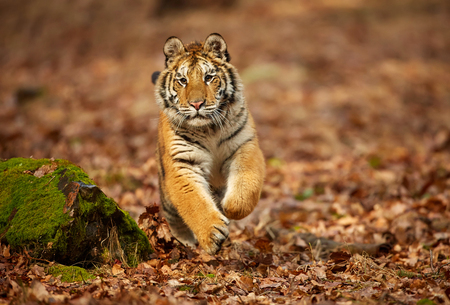 Amur tiger running in the forest. Action wildlife scene with danger animal. Siberian tiger, Panthera tigris altaicaの写真素材