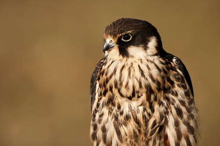 An extreme close-up of the face of a Peregrine Falcon (Falco peregrinus)の写真素材