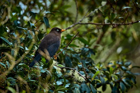 Sooty thrush (Turdus nigrescens) Beautiful endemic bird from Costa Rica and western Panama. Wild animal in the nature habitat.の写真素材