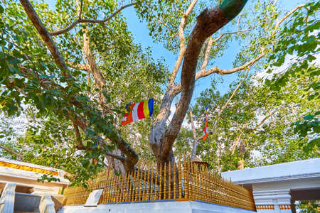 Jaya Sri Maha Bodhi is a sacred fig tree in the Mahamewna Gardens, Anuradhapura. A sacred place for...