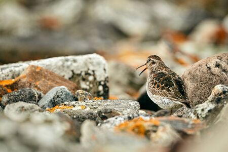 Purple Sandpiper (Calidris maritima) on the beach of Varangerfjord. A bird masking between stones. Wildlife scene from Norway.の写真素材