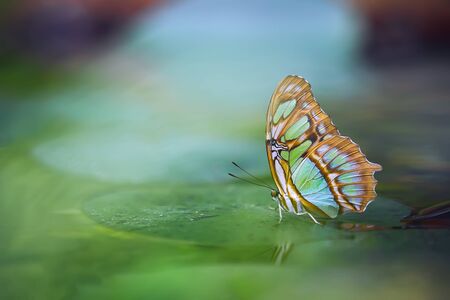 Malachite butterfly (Siproeta stelenes) on the green leaf. Beautiful colorful butterfly from Costa Rica. Insect in the nature habitat.の写真素材