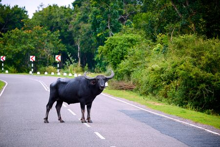 A very dangerous animal standing in the middle of the road. Danger to the driver, collision with an animal. The water buffalo (Bubalus bubalis) crosses the road, Sri Lankaの写真素材