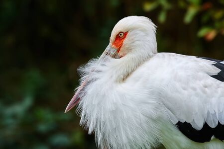 Portrait of maguari stork (Ciconia maguari) on green background. Big stork from South Americaの写真素材