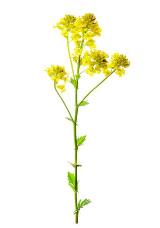 Barbarea vulgaris, also called bittercress flower isolated on white backgroundの写真素材