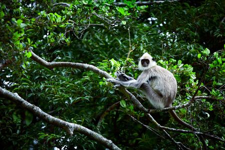 Wild monkey in Udawalawe National Park. Gray langurs, sacred langurs, Indian langurs or Hanuman...