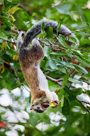 A large squirrel from Sri Lanka hung on a tree and feeding. Grizzled giant squirrel (Ratufa...