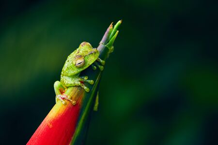 Hypsiboas rufitelus, Red-webbed Tree Frog small frog in natural habitat of rain forrest Costa Rica....
