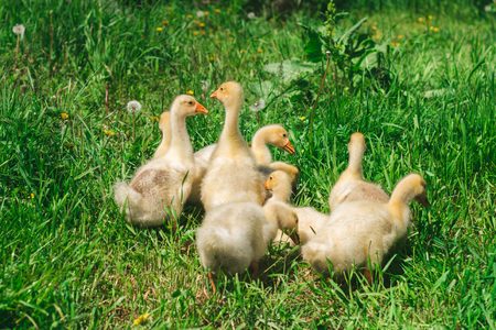 A flock of Yellow chickens grazing in a meadowの写真素材