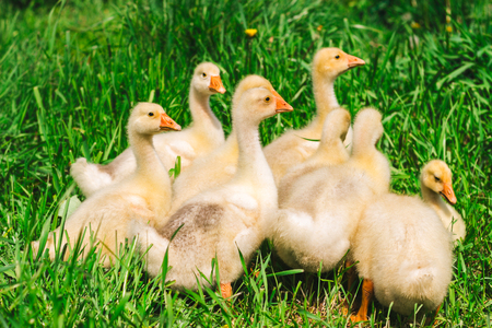 A flock of Yellow chickens grazing in a meadowの写真素材