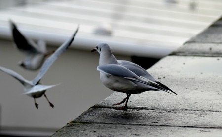 flock of seagullsの写真素材
