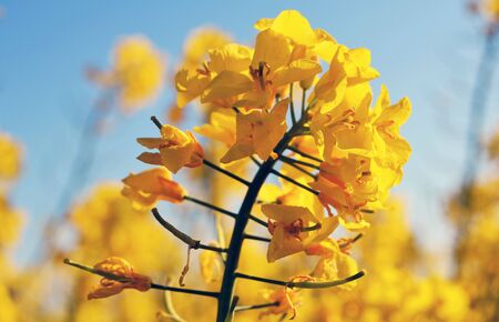 Beautiful yellow rape plant come into blossom