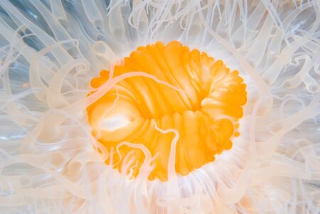 Sea anemone - Metridium senileの写真素材