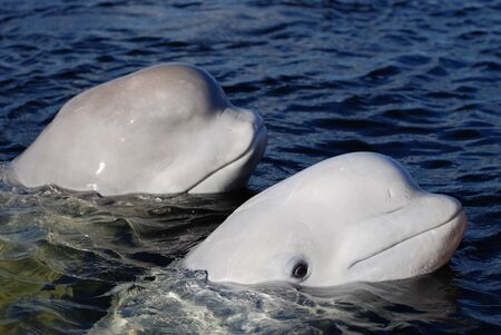 Beluga white whales on the surfaceの写真素材